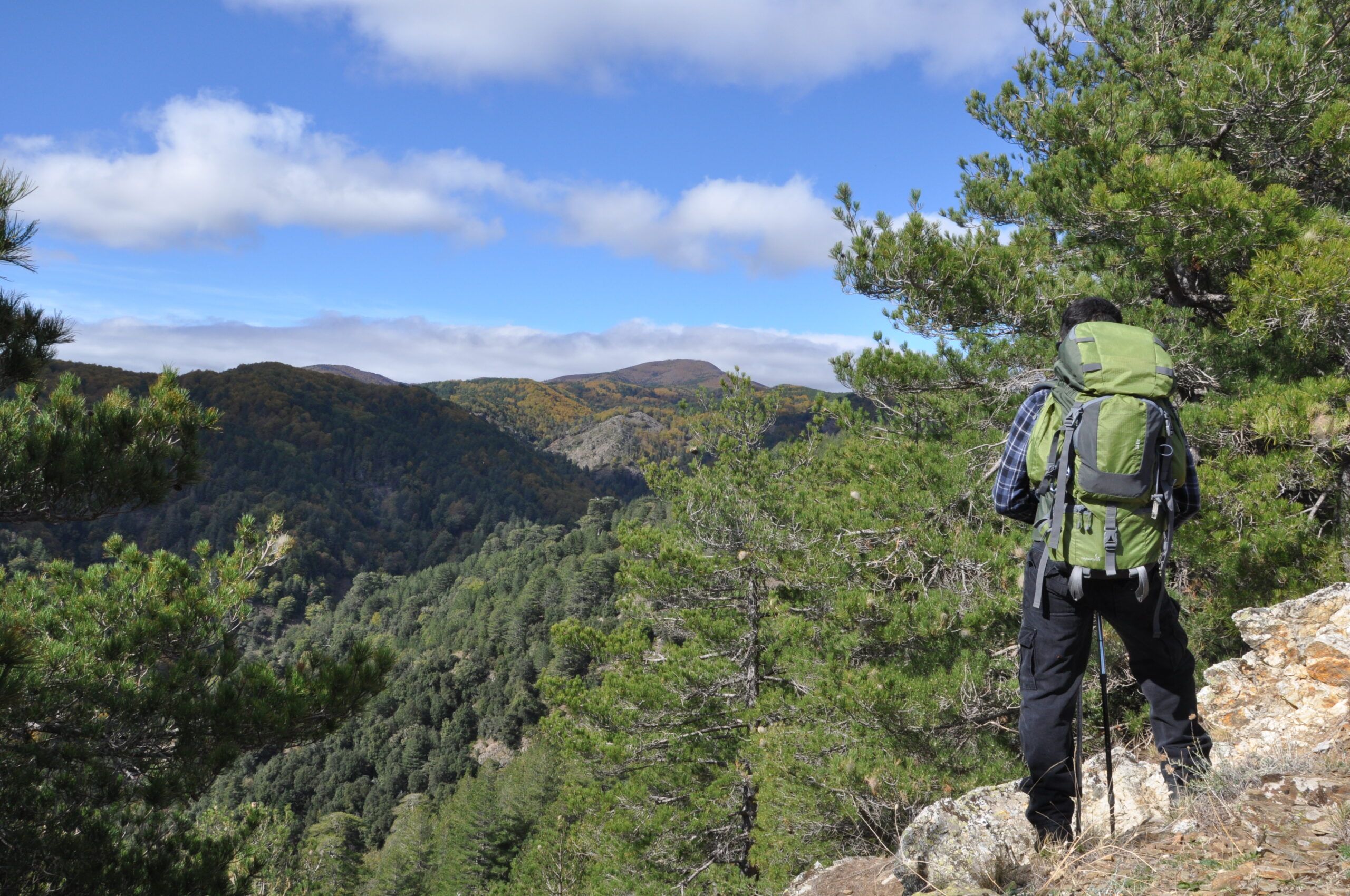 Roghi estivi: lettera aperta al ministro Lamorgese e al presidente Occhiuto