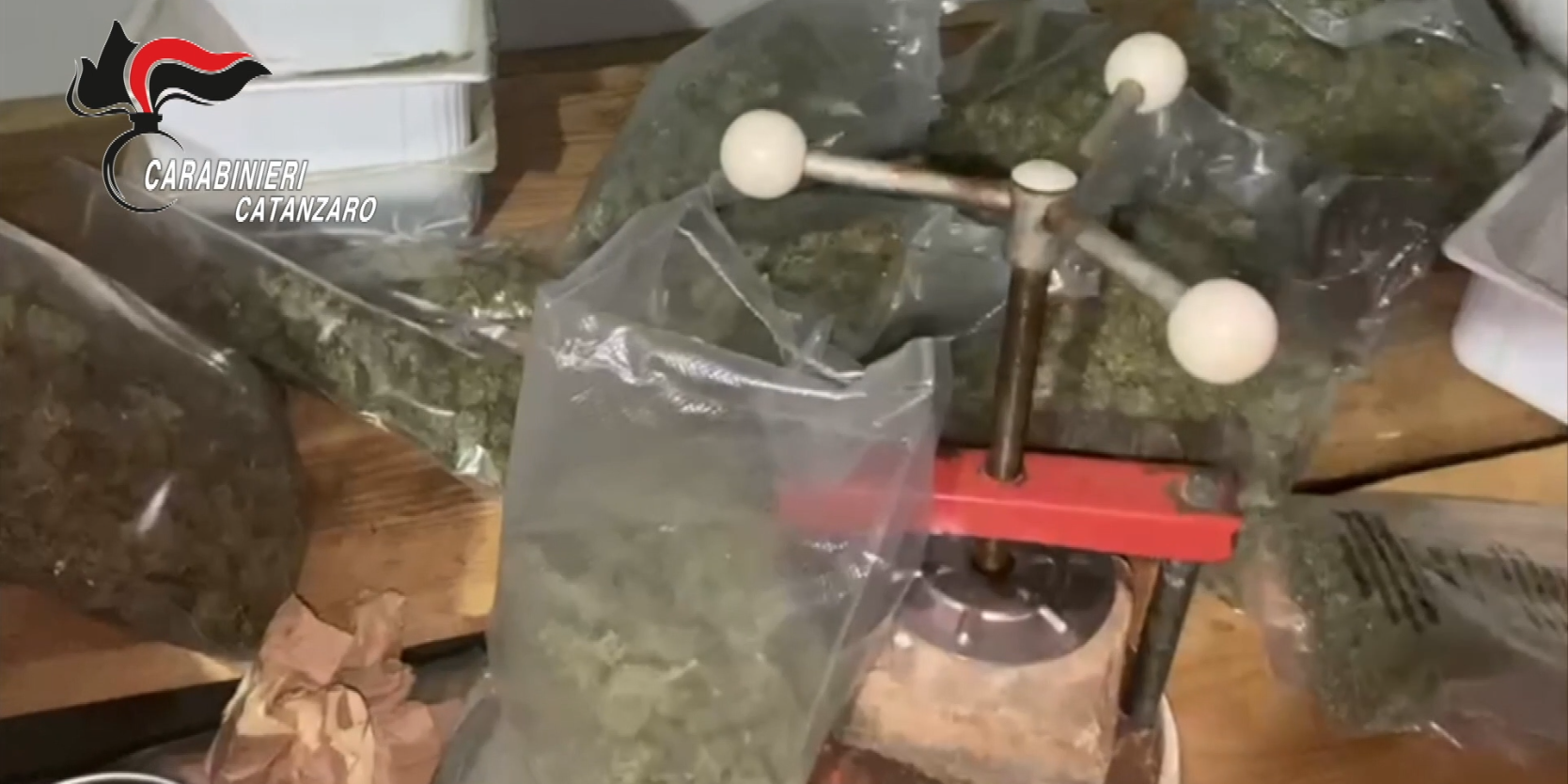 Maxi sequestro di marijuana a Serra San Bruno: trovati 143 chilogrammi in un casolare – VIDEO