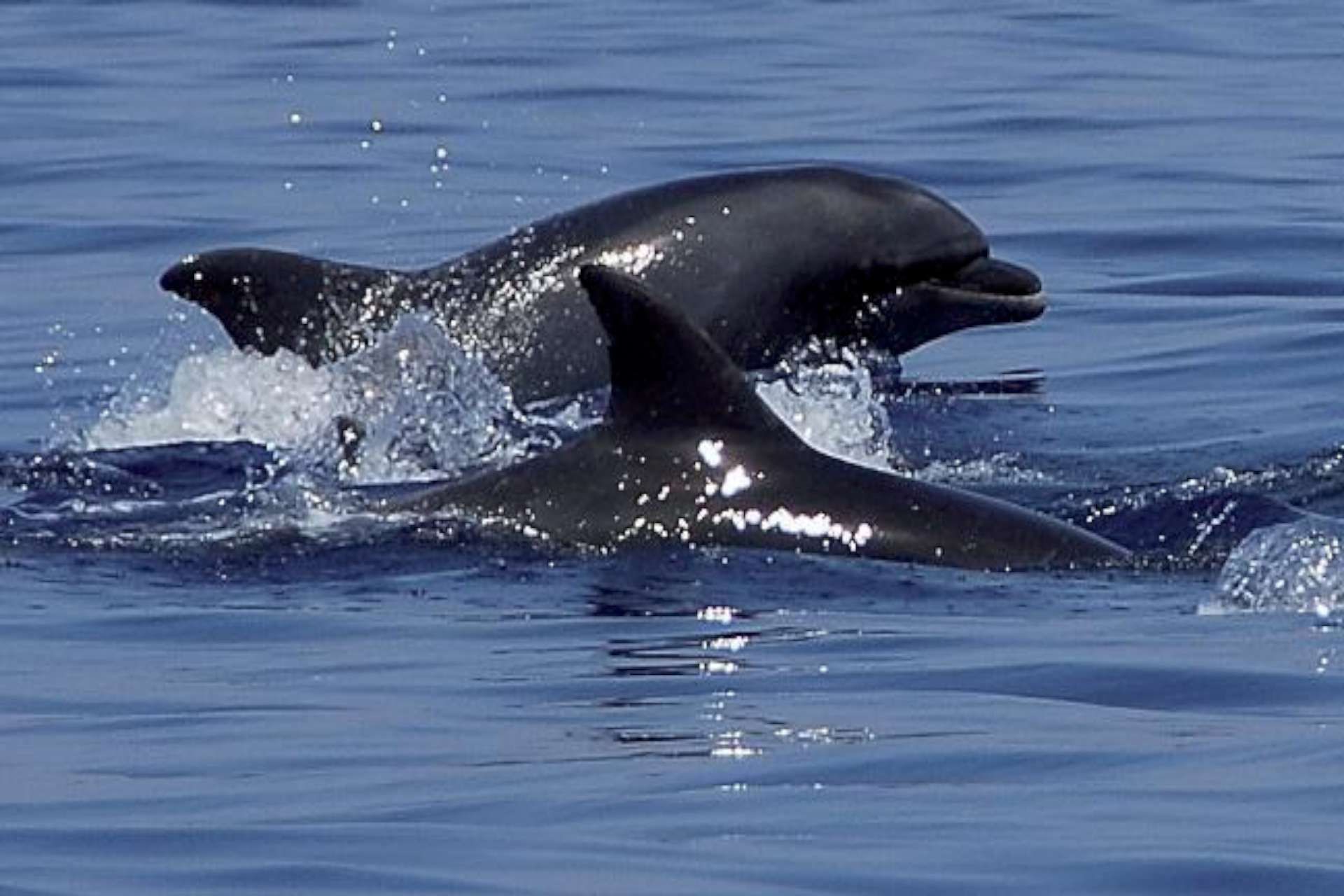 Delfini nel porto di Crotone, avvistata una famiglia stabile di tursiopi – VIDEO