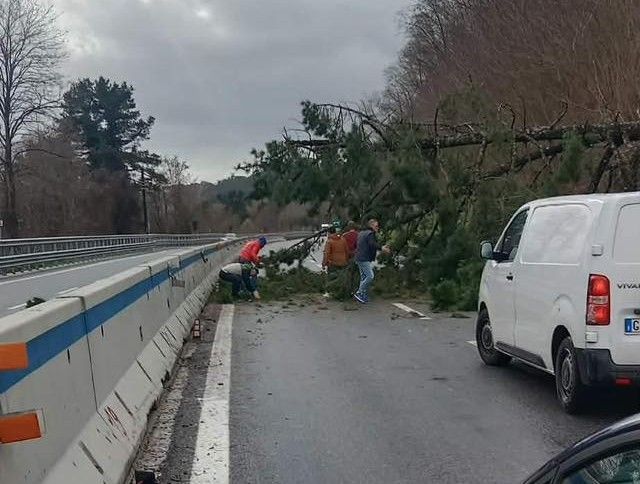 La Calabria nella morsa del maltempo, raffiche di vento a 110 km orari. Un albero cade sulla A2 – FOTO E VIDEO