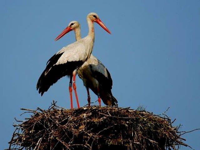 Due cicogne morte a Corigliano, la Lipu sospetta l'avvelenamento