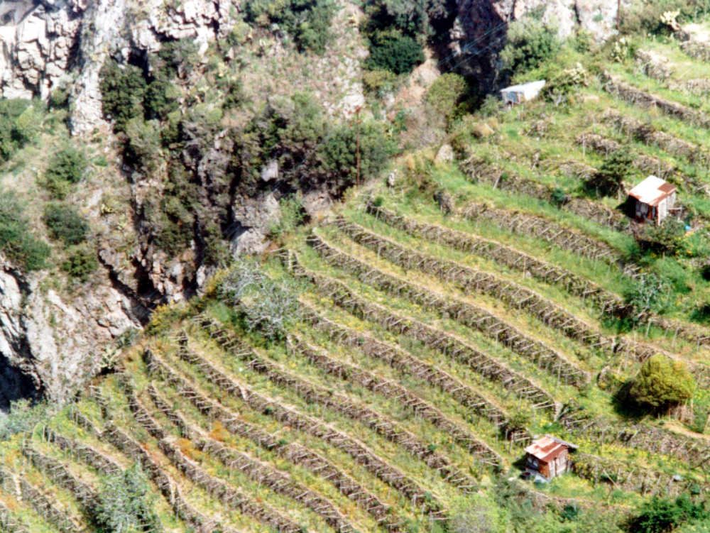 Un premio al “vino dei terrazzamenti” della Costa Viola