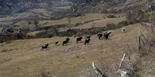 vacche sacre verbicaro