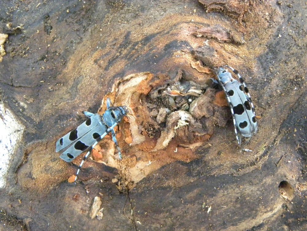 Nella Sila catanzarese c`è un insetto rarissimo