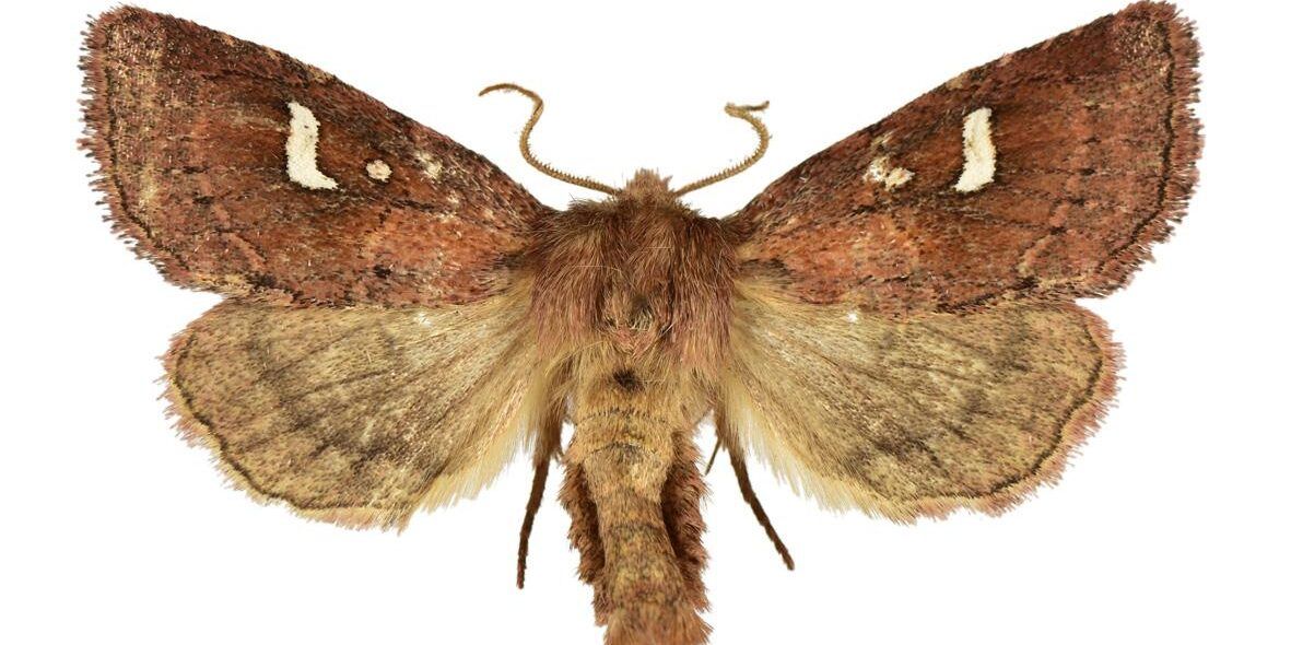 Scoperta in Calabria e Basilicata una nuova specie di falena