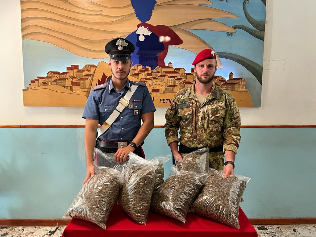 Coltivavano 2.000 piante di marijuana a Mesoraca. Nei guai anche un consigliere comunale