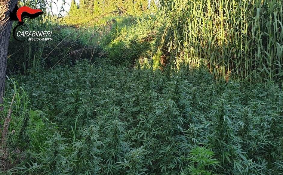 Rinvenuta a Rosarno una piantagione di canapa indiana