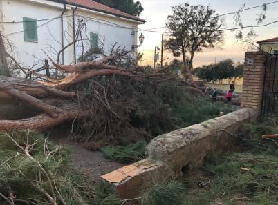 Cittadini indignati per i pini abbattuti a Parghelia