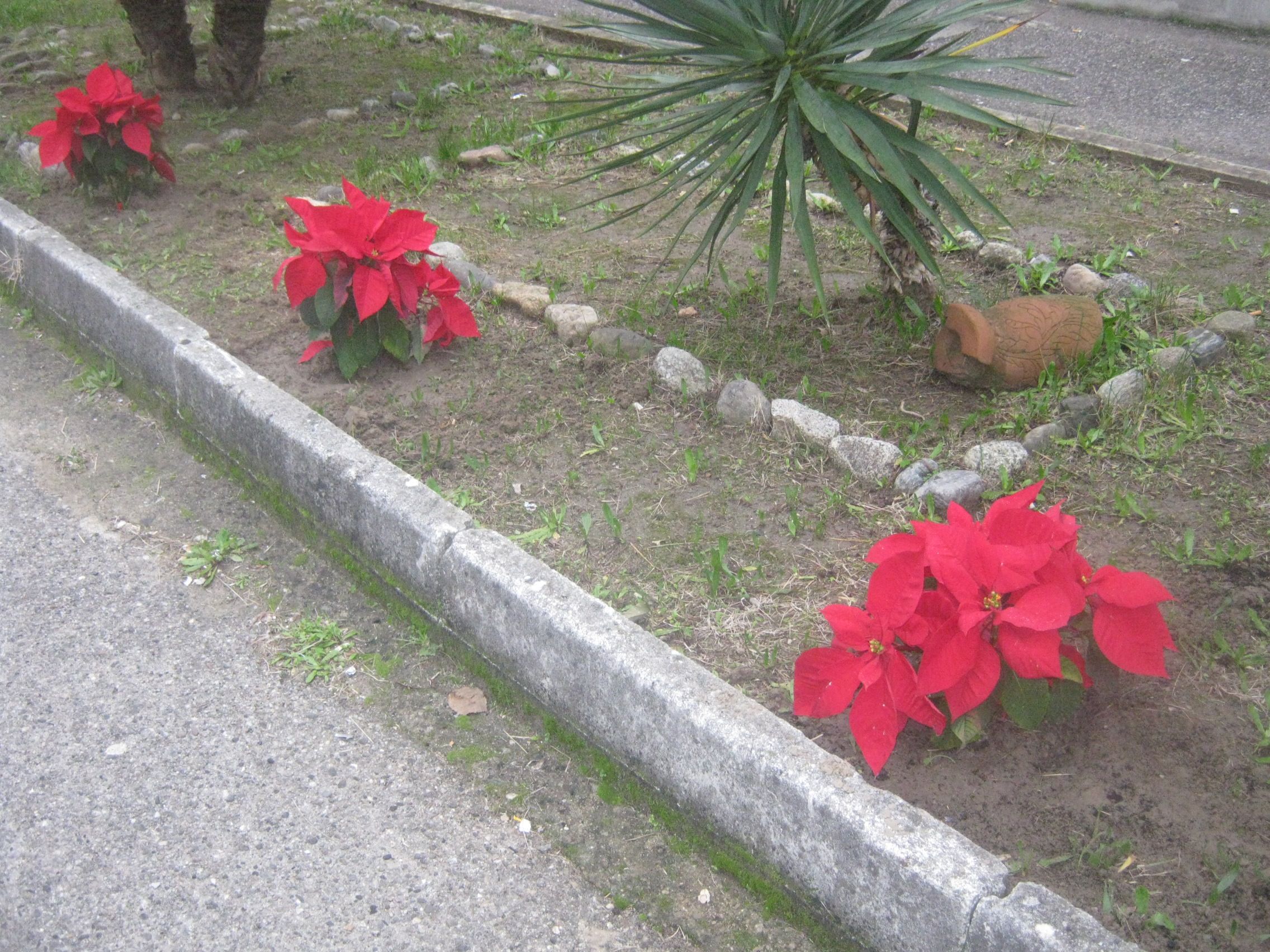I detenuti piantano le stelle di Natale Ail in un’aiuola del carcere di Catanzaro