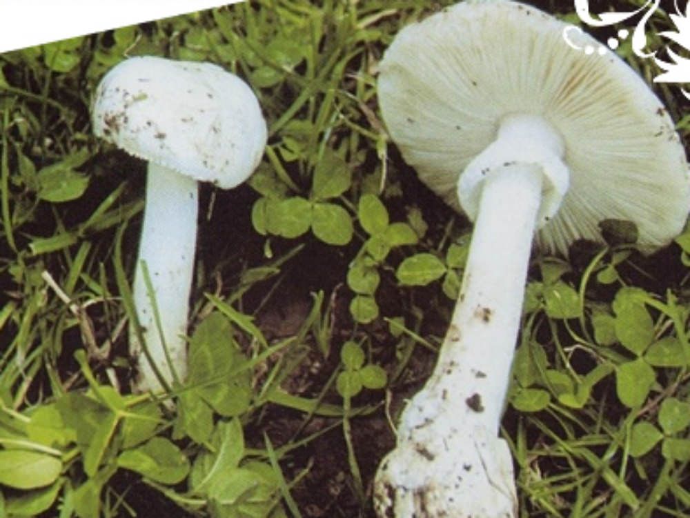 Tre persone avvelenate da funghi, grave una donna