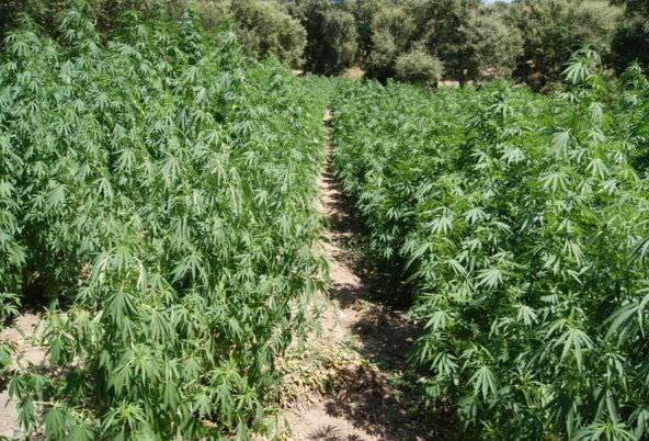 Scoperta piantagione nel Vibonese da 800mila euro