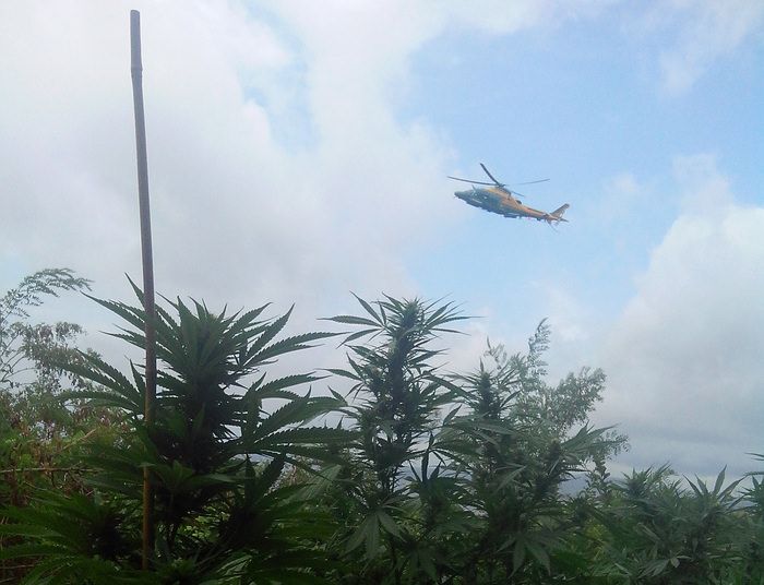 Scoperta maxi piantagione nel Reggino: avrebbe prodotto 2,6 tonnellate di cannabis