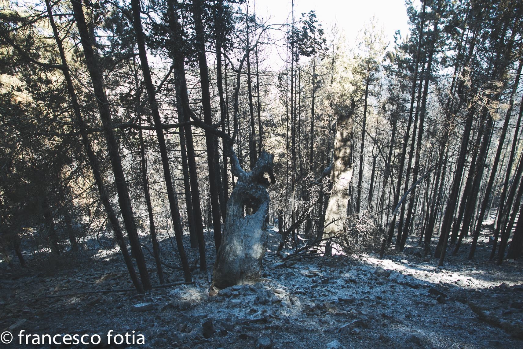Le ferite aperte nel cuore dell’Aspromonte dopo il dramma degli incendi – FOTO