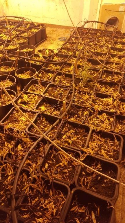 Un laboratorio per la marijuana nel centro di Cassano