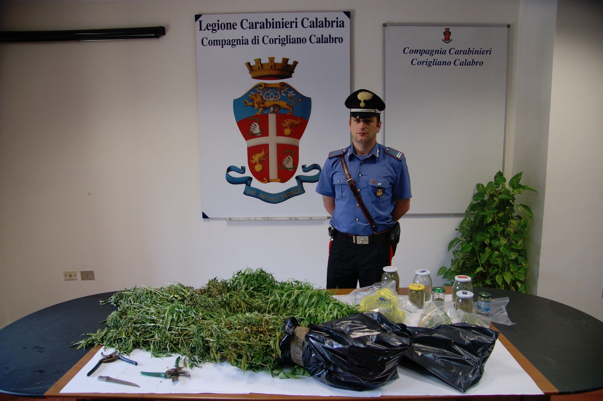 Nucleo familiare coltivava droga in una serra