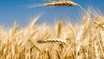 Grano duro, Confagricoltura propone un fondo straordinario dedicato