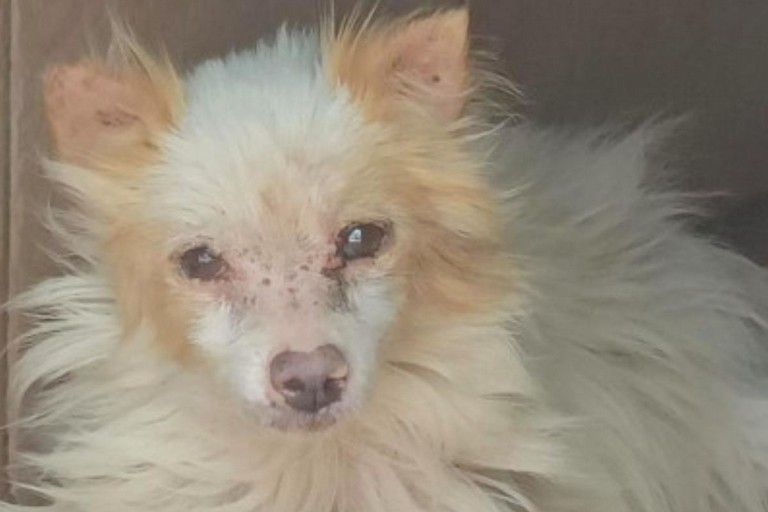 Adottato a Soverato cane di Molfetta abbandonato in Calabria