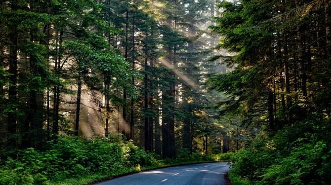 L’affare dei boschi, summit e mediazioni per un terreno di 12 ettari a San Giovanni in Fiore