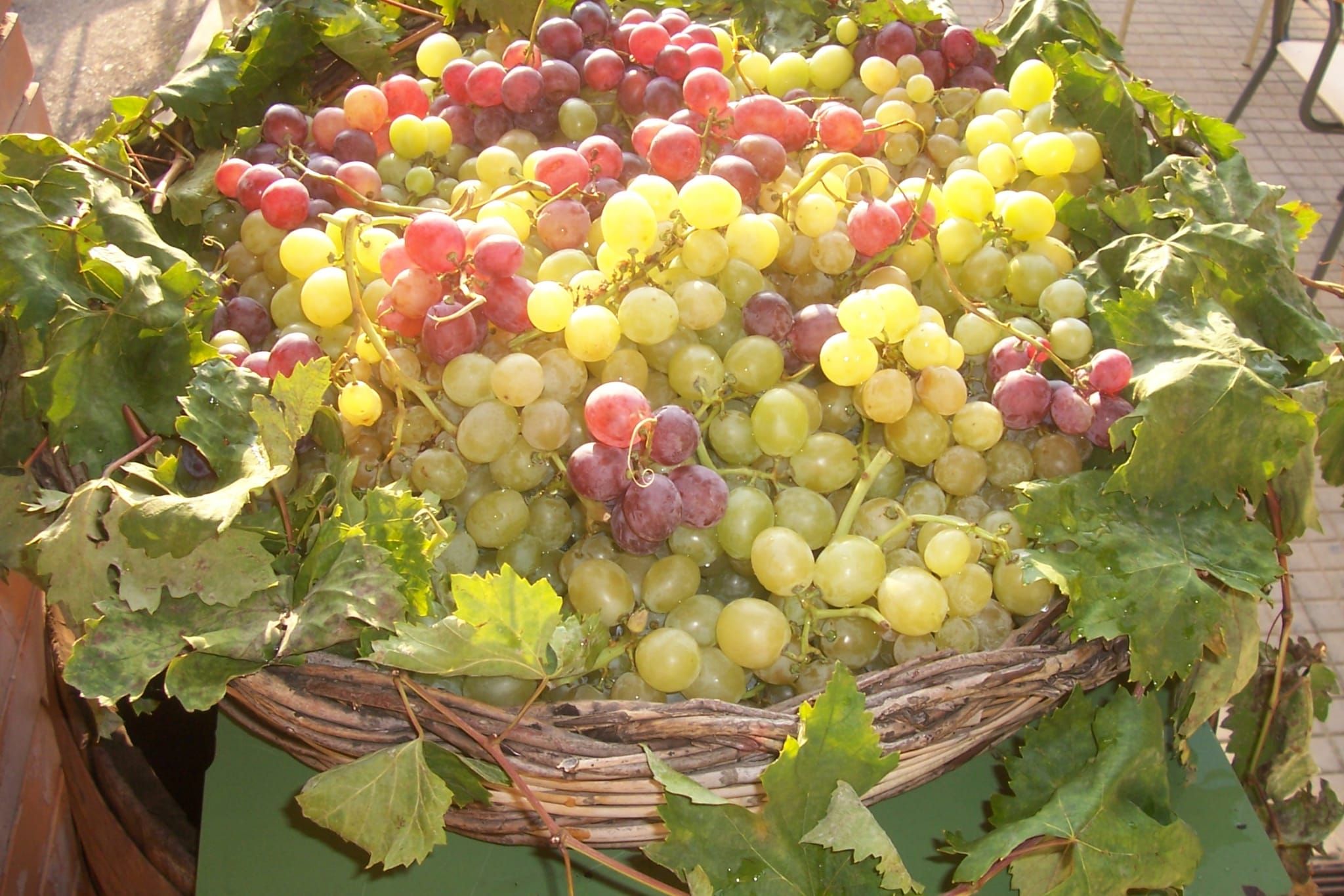 Uva da tavola, prelibatezza “made in Calabria”