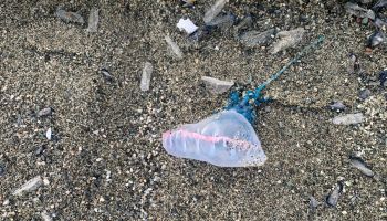 La Caravella Portoghese arriva anche sul litorale lametino