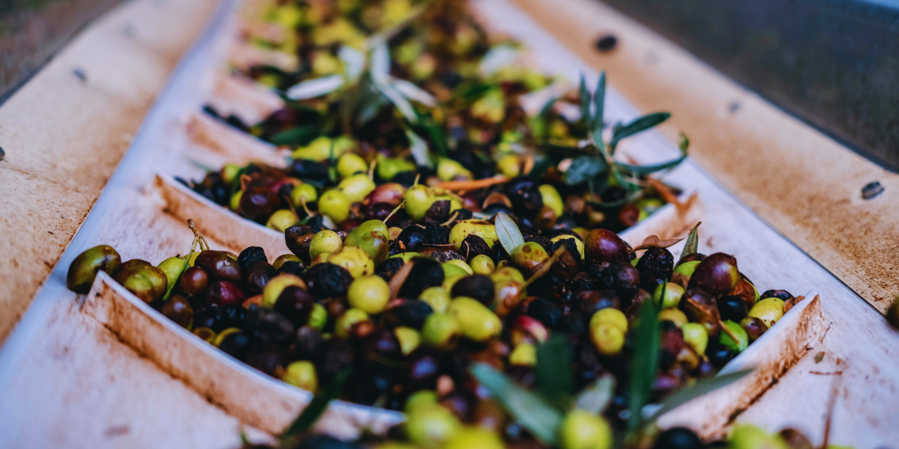 Pnrr, Calabria: 3 milioni per ammodernare i frantoi regionali