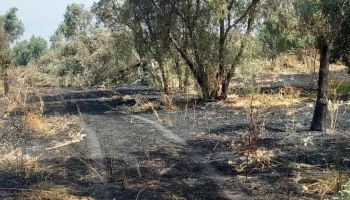 Beni confiscati, a Polistena la sfida del riscatto: “Diamo linfa al bene” dopo l’attacco alla Valle del Marro
