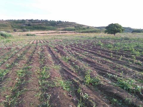 Rubati 50 quintali di cipolle a una coop del Consorzio Goel