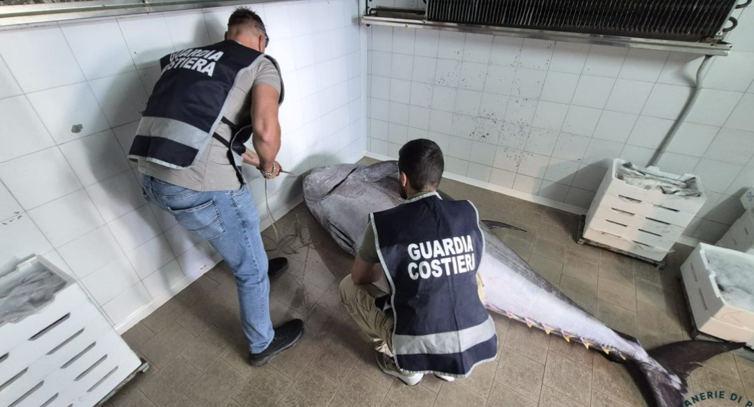 Controlli della Guardia Costiera nel Crotonese: sequestrati 900 chili di tonno rosso