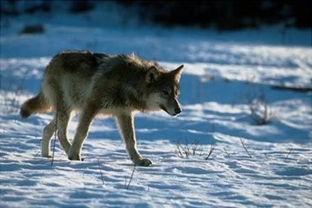 «Aggressioni di lupi in Sila? Nessun allarmismo»