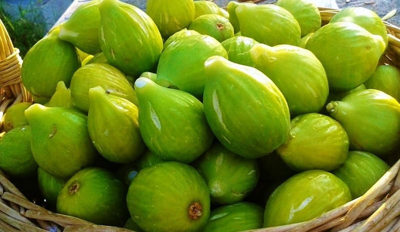 Il fico bianco di Cosenza eccellenza nazionale