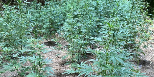 canapa indiana nella Riserva naturale del fiume Lao