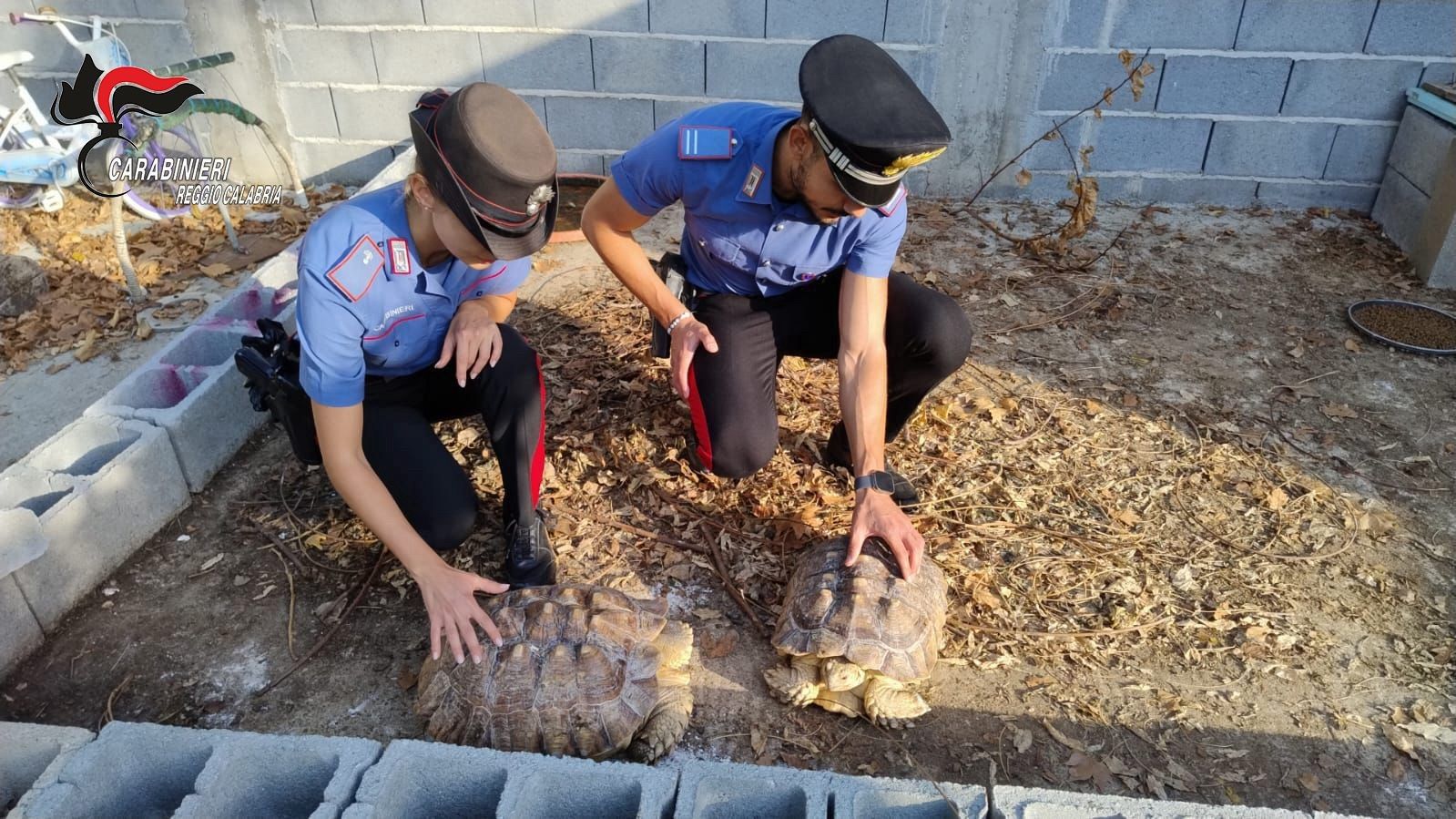 Animali protetti detenuti illegalmente, scoperto un “mini zoo” abusivo a Gioia Tauro