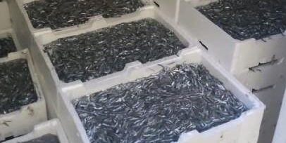 Corigliano Rossano, sequestrati oltre 17 quintali di “bianchetto”