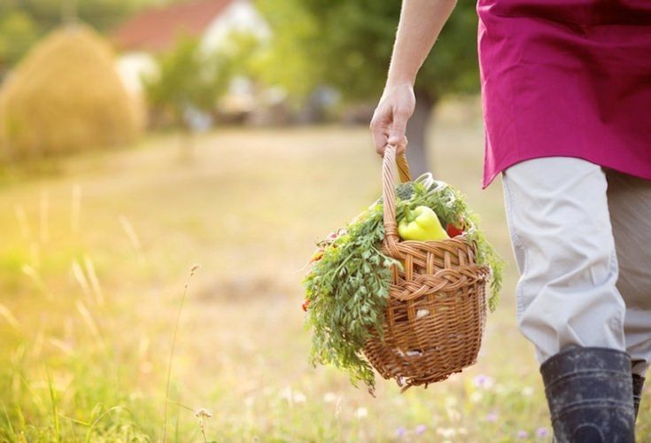 Senza credito l'agricoltura muore