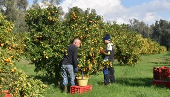 Ennesimo furto di arance su un terreno confiscato: Valle del Marro di nuovo nel mirino