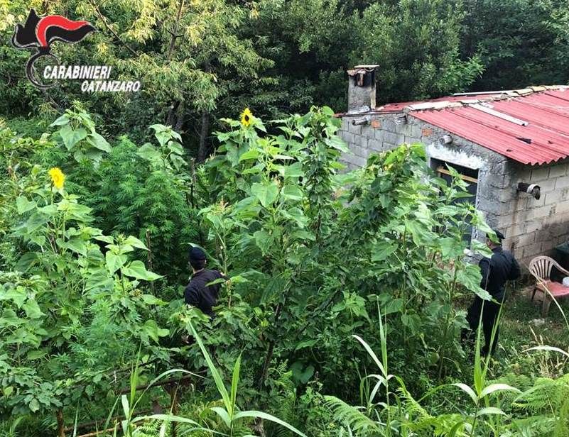 Scoperta piantagione di marjuana nel Catanzarese, arrestato 65enne
