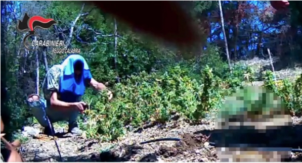 Coltivavano piantagioni di cannabis del valore di milioni di euro, 12 arresti a San Luca