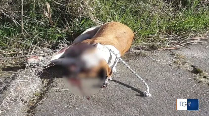 Crotone, cagnolina legata al guard rail e uccisa a bastonate