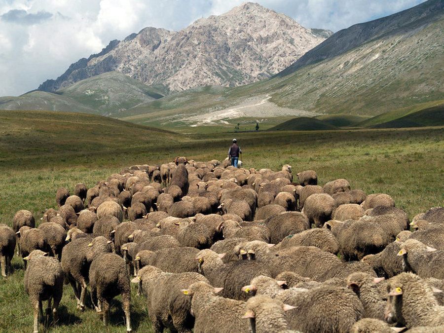 Ecopastori per il rilancio del Parco dell’Aspromonte