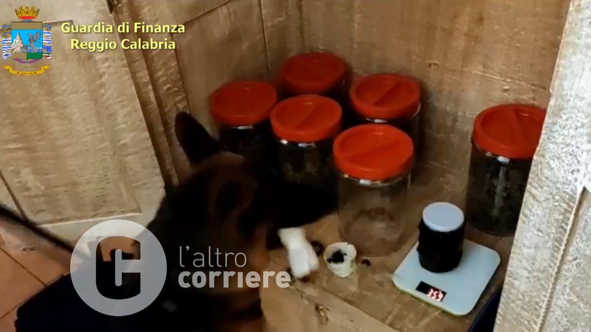 Produzione "in house" di marijuana, blitz a Reggio: arrestate 10 persone