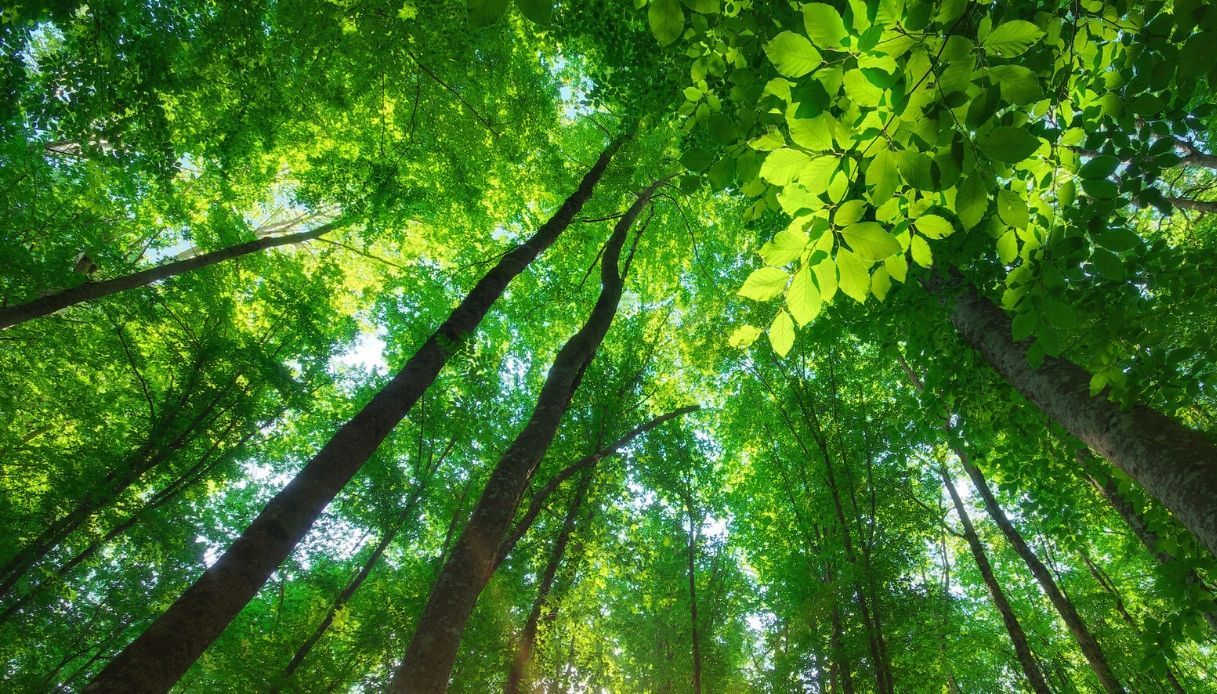 Rinaturalizzazione nelle città metropolitane, via libera a 1,8 milioni di alberi