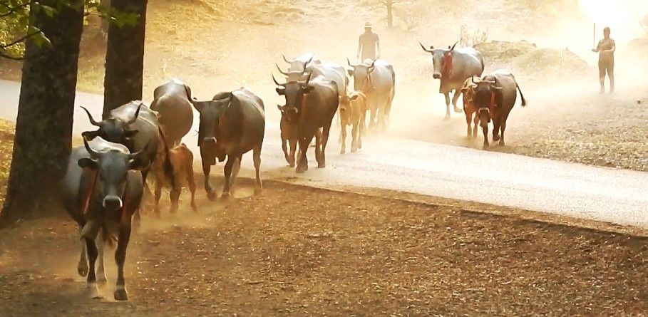 Tubercolosi bovina, sarebbero una cinquantina gli allevamenti colpiti nel Crotonese