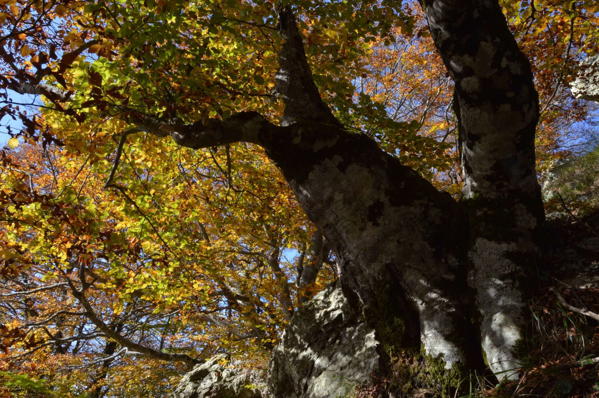 «La sinistra, l’immortalità e Sigmund Freud»
