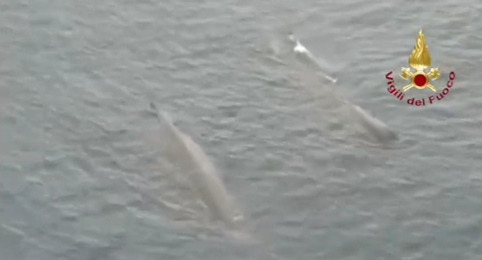 Lo spettacolo delle due balene che attraversano lo Stretto di Messina – VIDEO