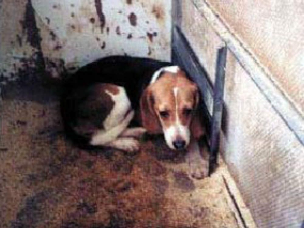 Non è una regione per animali