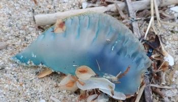 La Caravella portoghese arriva a Vibo Marina: rinvenuto un esemplare sulla spiaggia