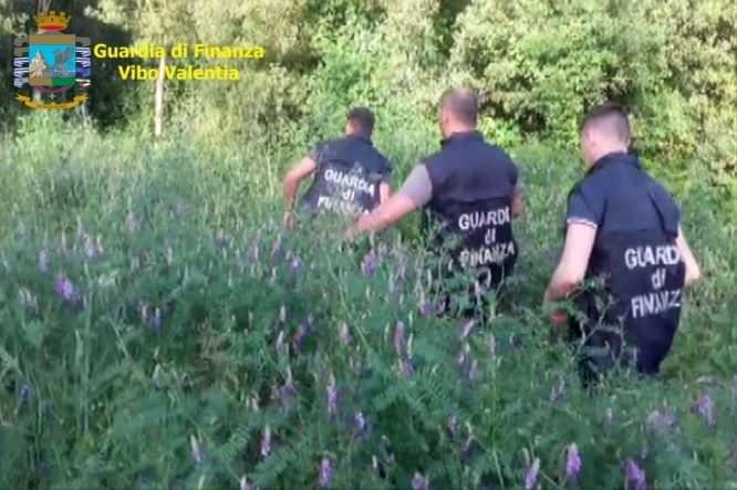 Individuate e distrutte cinque piantagioni di canapa nel Vibonese