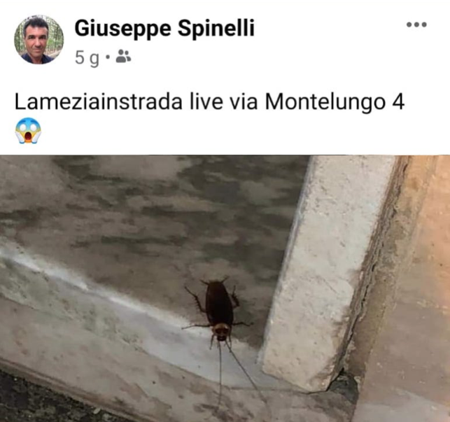 Lamezia invasa da blatte e topi, la parola ai cittadini (parenti del sindaco compresi) – VIDEO