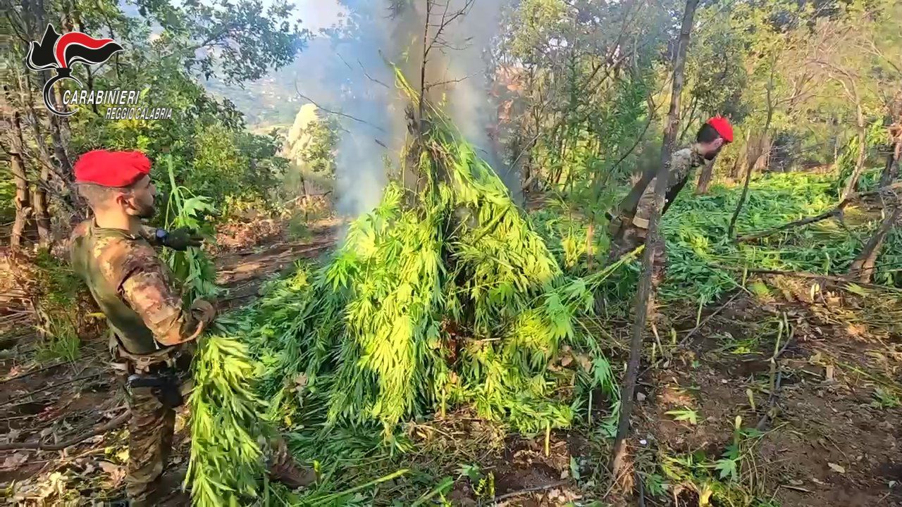 Una fabbrica della droga nel cuore della Locride. Sequestrata maxi piantagione di marijuana – VIDEO
