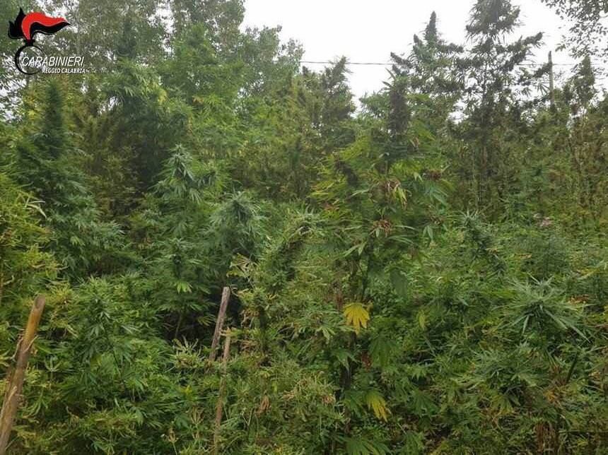 Indossava una maschera di carnevale mentre coltivava canapa, arrestato 51enne di Rosarno